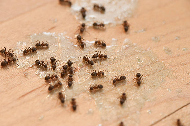 Best Insect Control  in Truckee, CA